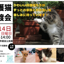 岐阜市保護猫譲渡会