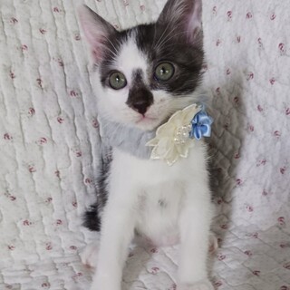 人が大好きな男の子　テンテン