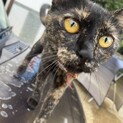 小さめのサビ猫ちゃんです