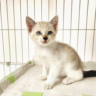 太宰府市で保護されたシャム系の子猫