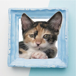 可愛いミケの子猫★