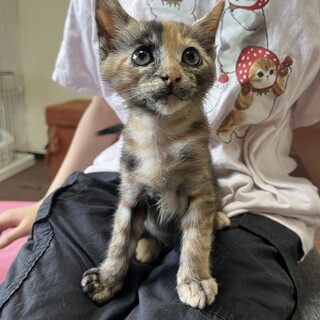 サビ　女の子　3ヶ月