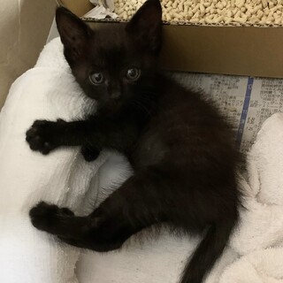 とっても甘えん坊な黒くん保護しました！