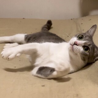 超甘えたのきれいな白キジちゃん