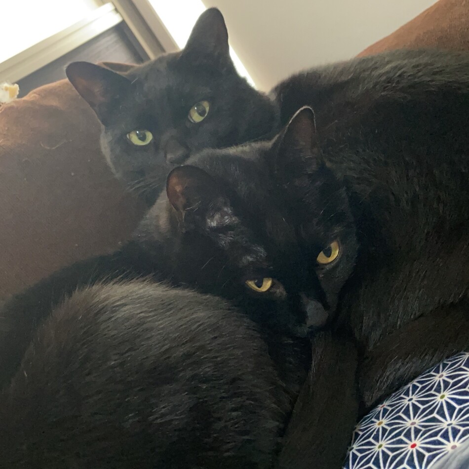 武蔵・小次郎のカバー写真