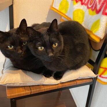 床が冷たい時は座布団の上の取り合いです！