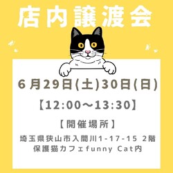 子猫いっぱいの店内譲渡会