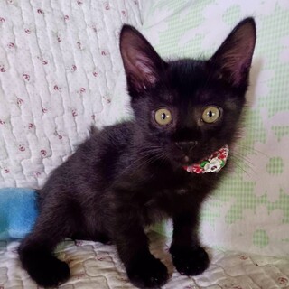 甘えん坊な男の子　ペンペン