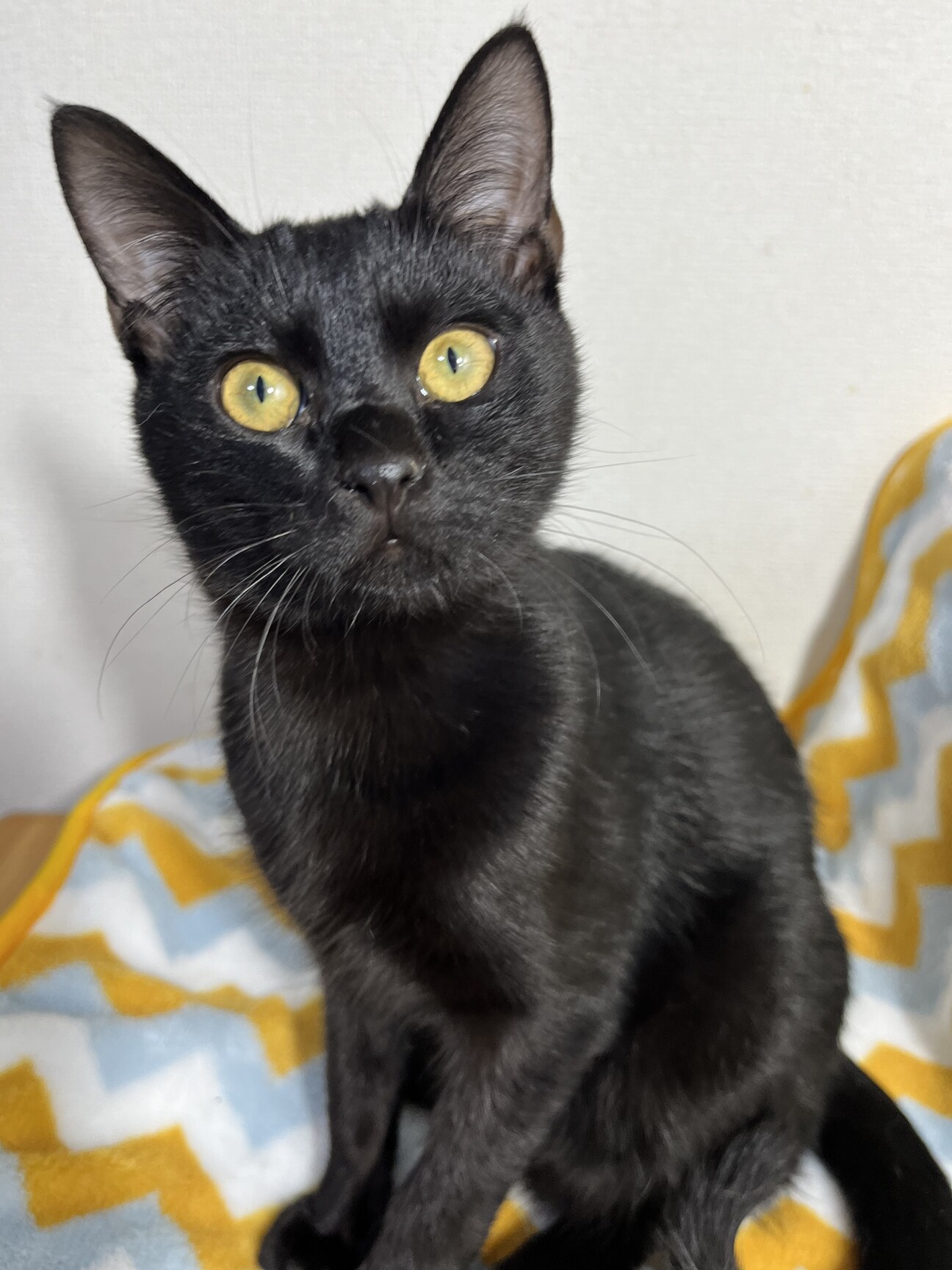 ツヤツヤの毛並み♪賢い黒猫くん」高知県 - 猫の里親募集(492498) 1枚