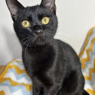 ツヤツヤの毛並み♪賢い黒猫くん