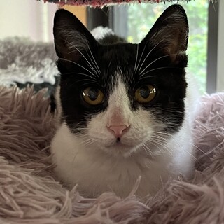 超小柄♪大人しいハチワレちゃん♡