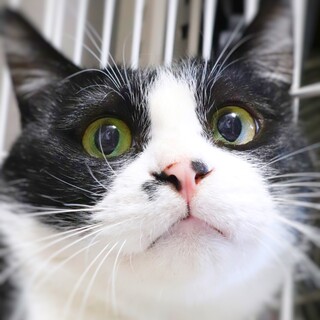 ペア希望☆マニア受け必須！鼻ポチまる顔の逸材