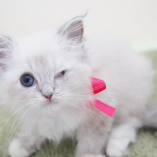 とっても小柄な女の子、優しく育てて下さい