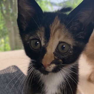 兄弟一緒の譲渡希望♀梅♡元気いっぱい