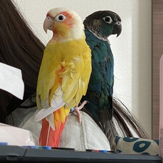 ウロコインコ2羽」奈良県 - 鳥の里親募集(492504) :: ペットのおうち 