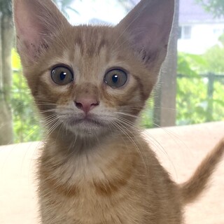 兄弟一緒の譲渡希望♂雨♡元気いっぱい