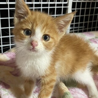 保健所レスキュー♂ロク☆元気いっぱい