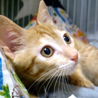 ずっとのおうち決定☆ほていお嬢様のシモベさま！