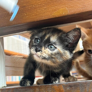 早期不妊手術チップ済　美人サビ⭐︎