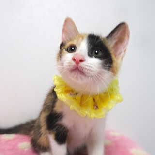 乳飲み子から育てた♪三毛姉妹♪ポピーちゃん ２ヵ月