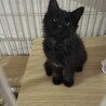 保護9匹仔猫　里親さん募集中 サムネイル4