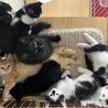 保護9匹仔猫　里親さん募集中 サムネイル5