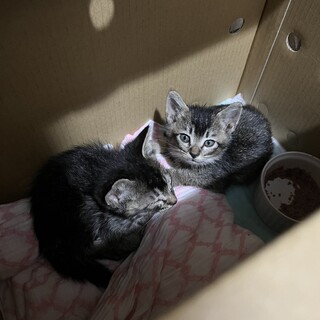 生後約1ヶ月半　キジトラの女の子男の子