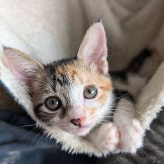 人馴れ抜群な甘えん坊♥あずきちゃん