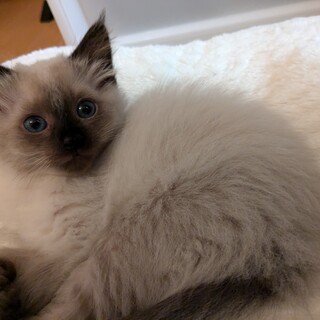 大人気☆シャム系長毛♡女の子♡いおりちゃん
