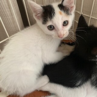 可愛い白三毛 うのちゃん