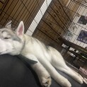【至急】里親を募集しています
