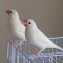 文鳥(白)をお譲りします