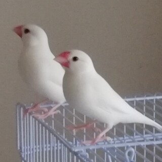 文鳥(白)をお譲りします