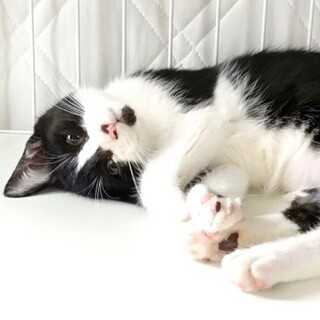 ★里親様決定!★甘えん坊の黒白猫さん❤だいこくてん