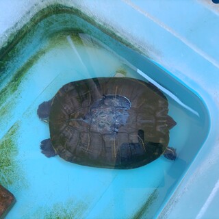 ミドリガメの里親さんを探しています