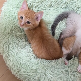 ♡塩顔イケメン抱きつき系男子♡ことねくん