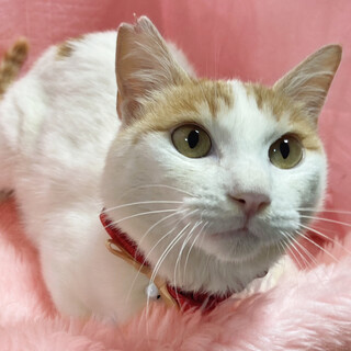 フレンドリー♪のんびり屋で甘えん坊『ちくわ』1歳