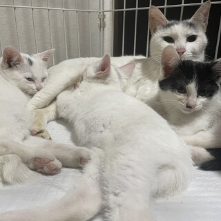 生後3ヶ月の子猫