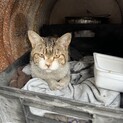 会社への迷い猫ちゃんの里親さんを探してます！！