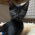 里親決定☆尻尾短め黒猫ブレイク君
