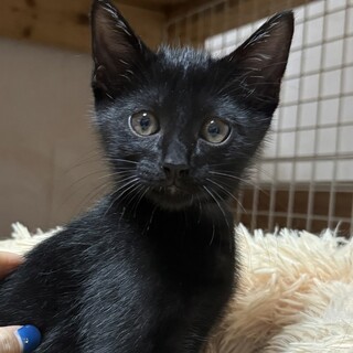 里親決定☆尻尾短め黒猫ブレイク君