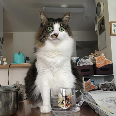 の写真