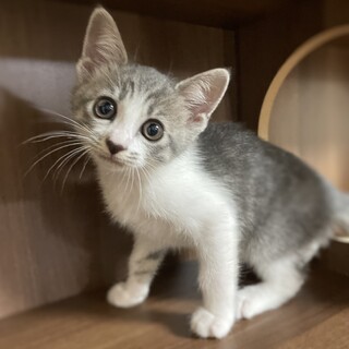 【兄弟譲渡】サバトラ白