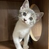 【兄弟譲渡】サバトラ白 サムネイル2