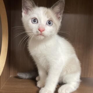 【兄弟譲渡】シャムMIX、ブルーアイ