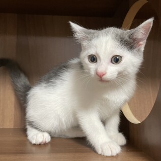 【兄弟譲渡】グレー白