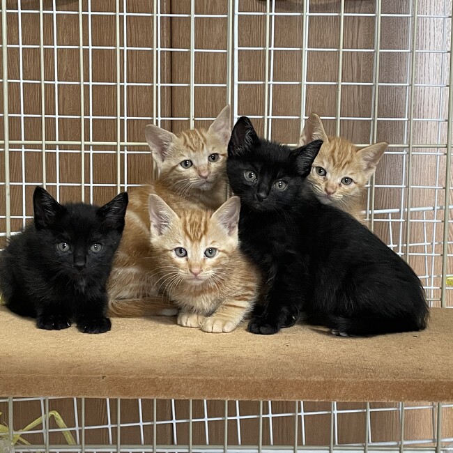 hahagokoroのカバー写真