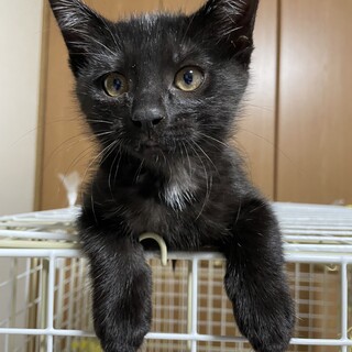 おいしいご飯が大好き！ダンゴくん