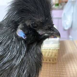 黒烏骨鶏　オス
