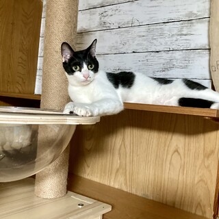 おてんばな、ハチワレの女の子